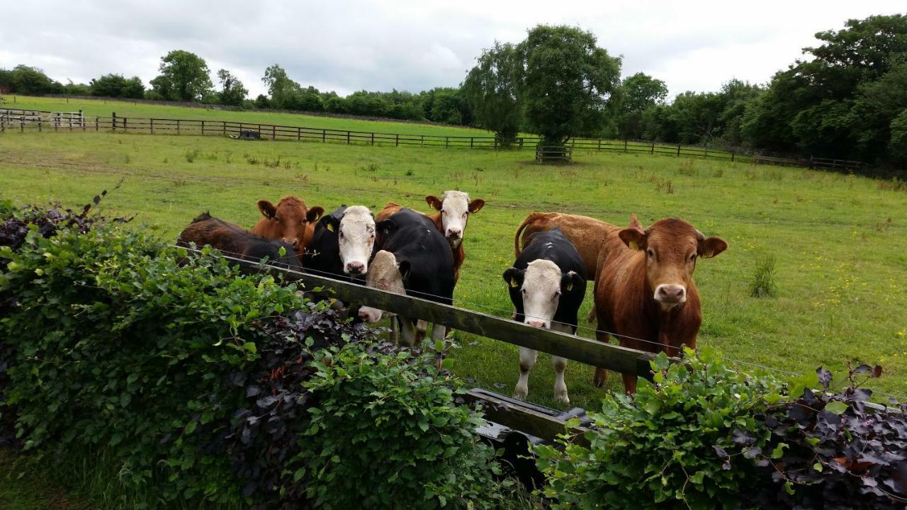 Bed and Breakfast Hazelwood Country House Adare Exterior foto